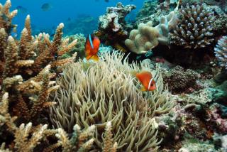 Flying Annie Moa - 6