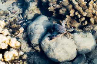 Railay Garden View Resort - 5