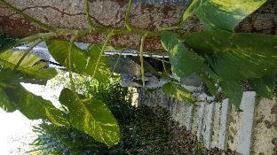Phuchada Residence - 4
