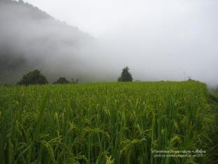 KowitFarmstay - 9