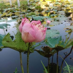 Sarocha Resort Rayong - Ban Nong Ri - 1