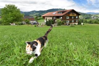 Familienbauernhof Köss Schertler - Egg - 1