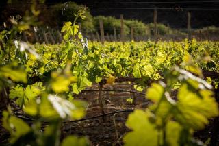 Miraluna - Cabañas & Bodega - Cachí - 4