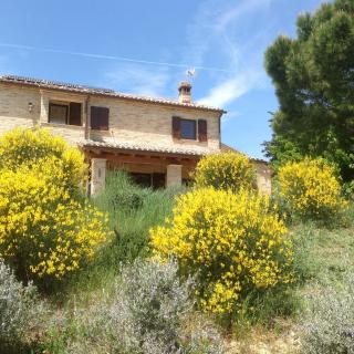 Poggio delle Lavande - Montelupone - 4