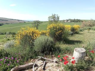 Poggio delle Lavande - Montelupone - 3