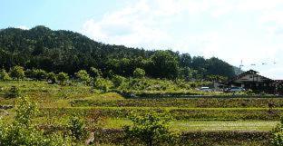 Sakura Guest House - Takayama - 1