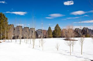 Red Pine #B1 - 5