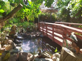 Lotus turtle garden Eilat - Eilat - 0