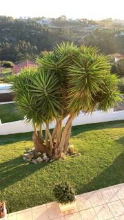 Villa Ericeira - Ericeira - 8