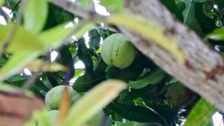 Canto Loredana - Trancoso - 5