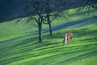 Tourist Farm Ljubica - Poljane nad Škofjo Loko - 1
