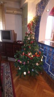 Garden - Belgrade - 7