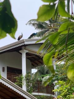 Neli guests house - Unawatuna - 6