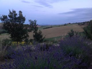Poggio delle Lavande - Montelupone - 1