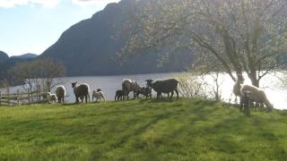 Hytte ved Preikestolen - 2