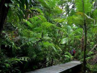 Daintree Siesta - Diwan - 7