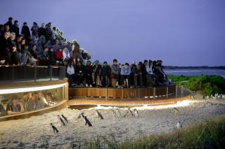 The Island Accommodation - Phillip Island - 1