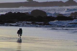 Pacific Gardens Inn - Pacific Grove - 7