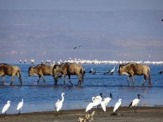 Africa Safari Lake Natron - Mtowabaga - 4
