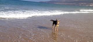 Résidence papillon bleu - Tamraght Ouzdar - 5