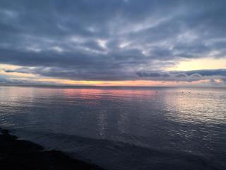 Spurvereden ved vandet - Greve Strand - 3