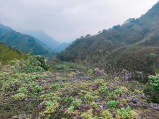 Shuitianfarm - 3