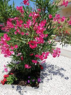 Apartments Maric - Vodice - 3