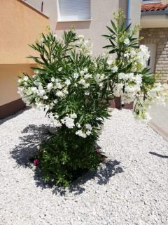 Apartments Maric - Vodice - 4