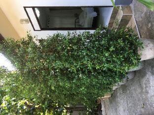 Many Trees - 3
