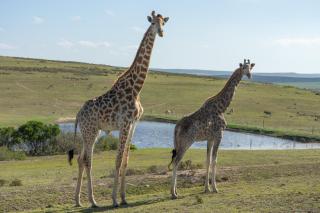 Hartenbos Private Game Lodge - Hartenbos - 9
