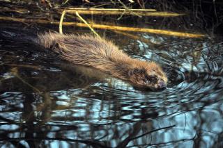 Seehotel Luisenhof - 1