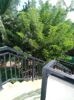 Dolphin Cottage Mirissa - 3