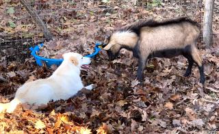 Tenuta Montelaura - 1