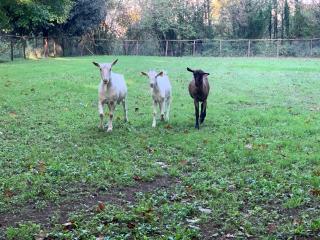 Tenuta Montelaura - 2