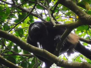 Jungle Living Tree Houses - Monteverde - 4
