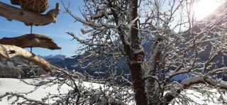 Vorderponholz Ferienwohnungen - Ramsau - 4