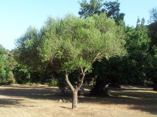 La Casa di Sara - Pula - 8