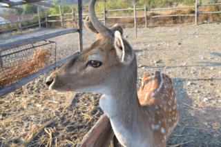 Lasinthos Eco Park - Agios Georgios - 6