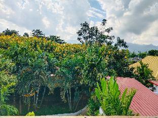 Canary Guesthouse - Pai - 4