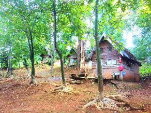 Jungle guest house - 9
