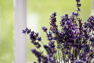 Carr Cottage - Leeds - 4