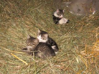 Bergbauernhof Untermoos - 2