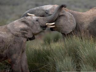 Aquila Private Game Reserve & Spa - 2