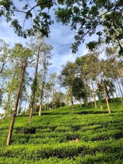 Parisons Plantation Experiences by Abad - Mananthavady - 8