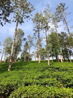 Parisons Plantation Experiences by Abad - Mananthavady - 3