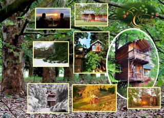 Sycamore Avenue Treehouses & Cottages Accommodation - Windy - 8