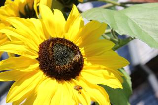 Bauernhof Hammerer - 3