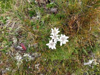 Sonnenchalet Bäckenbauer - 8