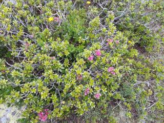 Sonnenchalet Bäckenbauer - 7