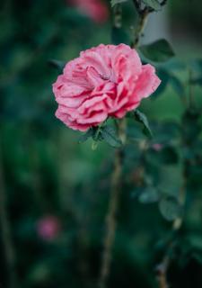 The Village Lodge - 3